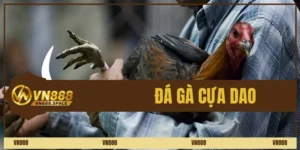 Đá gà cựa dao