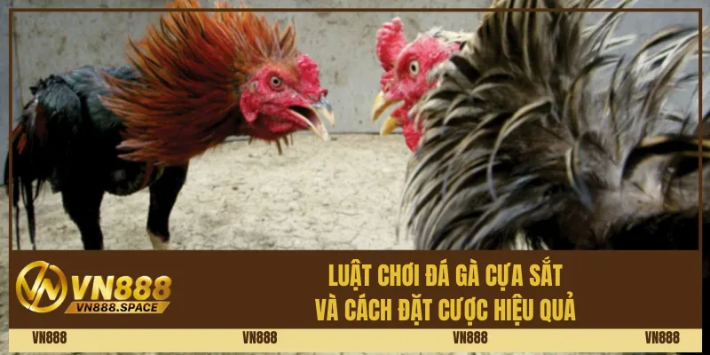 Luật chơi đá gà cựa sắt và cách đặt cược hiệu quả